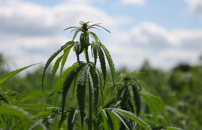 Суд утвердил соглашение о признании виновности по делу о незаконном выращивании конопли