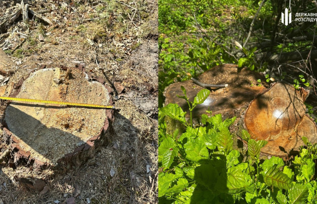 Во Львовской области бывший руководитель лесничества допустил вырубку ценных пород деревьев  на 10 миллионов гривен