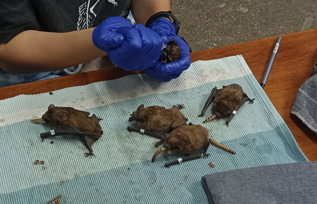 В Харькове на балконе нашли более 150 летучих мышей – половина погибла от жары