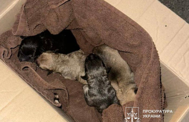 В Киеве в мусорном баке нашли пакет с новорожденными щенками стаффордширского терьера