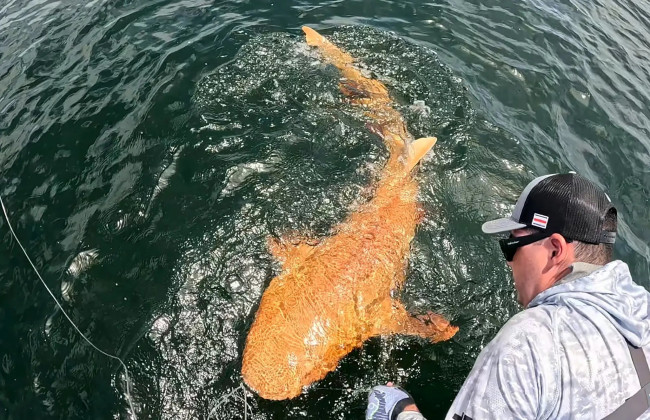 Близ берегов Коста-Рики выловили уникальную оранжевую акулу