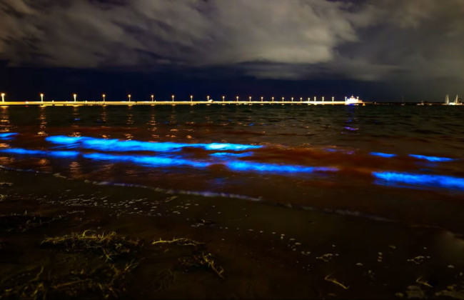 Австралийский пляж окутало «эфирное сияние» биолюминесцентных водорослей
