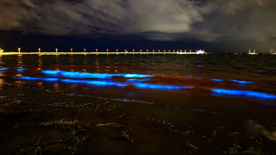 Австралійський пляж огорнуло «ефірне сяйво» біолюмінесцентних водоростей