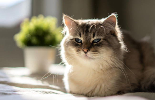 В США выявили зараженный птичьим гриппом корм для кошек: в Сан-Франциско пришлось усыпить животное