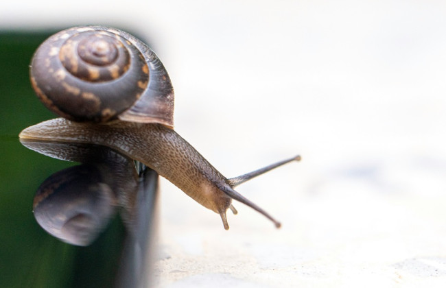 В Германии полиция «задержала» улитку, терроризировавшую людей звонками в домофон