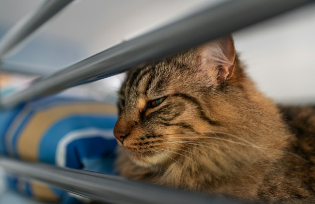 Укрзализныця опубликовала обновленные правила перевозки животных в поездах