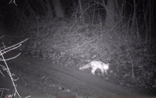 На Буковине пограничники фиксируют диких животных возле госграницы – фото