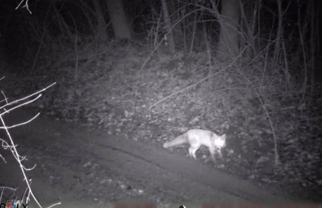 На Буковине пограничники фиксируют диких животных возле госграницы – фото