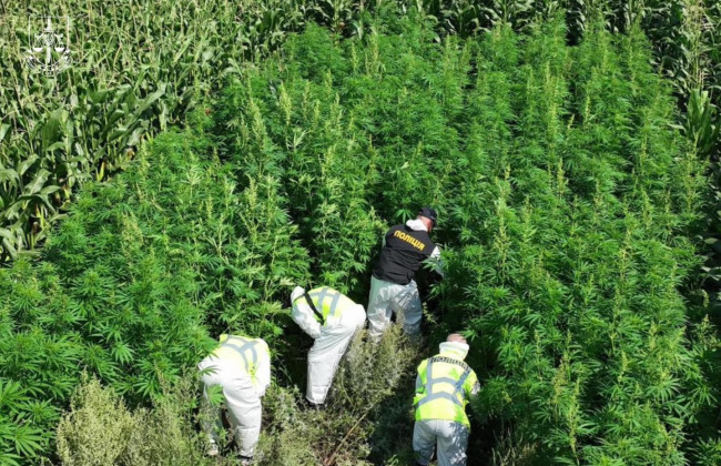 Юристы напомнили, какие растения запрещено выращивать в Украине и какое наказание предусмотрено