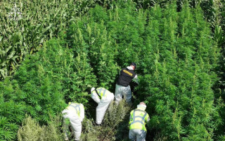 Юристы напомнили, какие растения запрещено выращивать в Украине и какое наказание предусмотрено