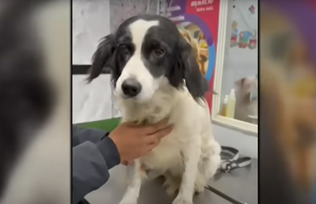 В Перу собака спасла хозяина, потушив брошенную во двор динамитную шашку