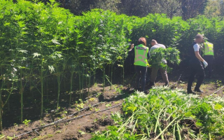 Поля з канабісом і 185 млн грн прибутку: другий сезон українських «Джентельменів» Гая Річі закінчився