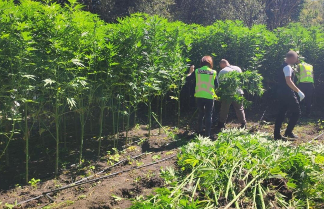 Поля с каннабисом и 185 млн грн прибыли: второй сезон украинских «Джентельменов» Гая Ричи закончился