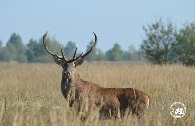 В Чернобыльском заповеднике стартовал сезон гона оленей: при чем здесь предупреждение для водителей