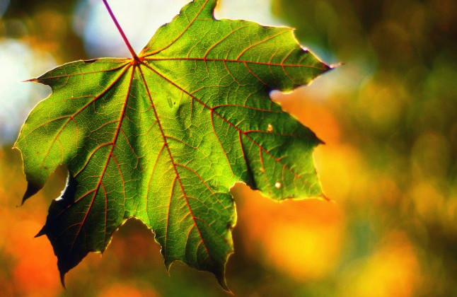 У Карпатах грози, у Києві сонячно – як почнеться новий тиждень в Україні