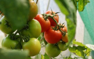В Україні зростає попит і ціни на тепличні помідори
