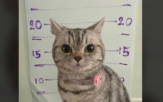 У Таїланді кішку «заарештували» за напад на поліцейських — їй зняли відбитки лап і зробили фото