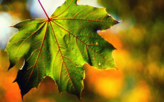 У Карпатах грози, у Києві сонячно – як почнеться новий тиждень в Україні