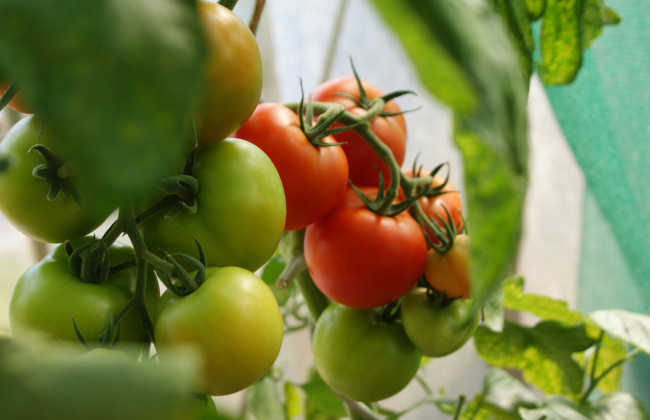 В Украине растет спрос и цены на тепличные помидоры