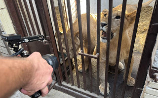 Три левиці з-під обстрілів в Україні знайдуть новий дім у заповіднику Південної Африки