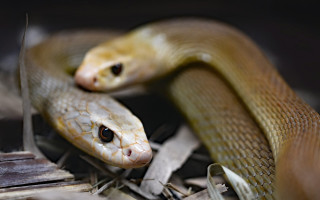 В Україні зафіксували 50 випадків укусів змій, серед постраждалих — 15 дітей