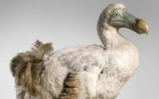 В США планируют «возродить» вымершую птицу додо — что о ней известно