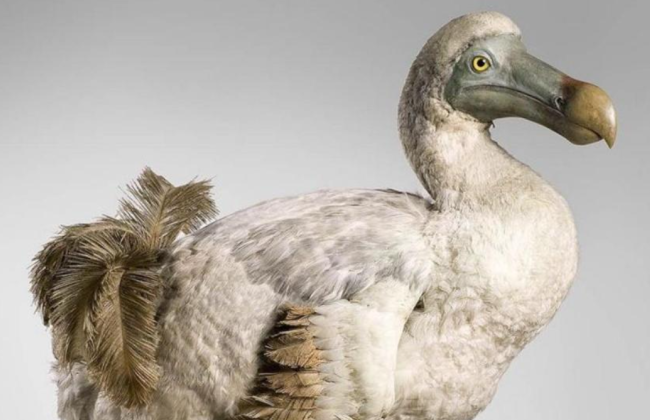 В США планують «відродити» вимерлого птаха додо — що про нього відомо