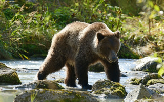 Суд США: выпас скота не может иметь приоритет над защитой диких животных