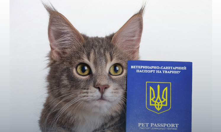 Документи для тварини — як та де оформити ветпаспорт