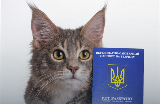 Документы для животного — как и где оформить ветпаспорт