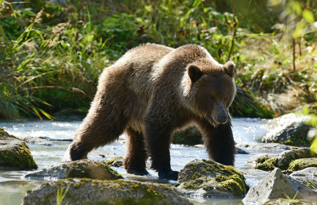 Суд США: выпас скота не может иметь приоритет над защитой диких животных