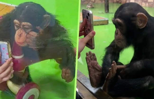 В Китае зоопарк попросил посетителей не показывать шимпанзе видео на телефоне — это портит ему зрение