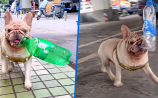 В Китае французский бульдог стал звездой соцсетей, зарабатывая на сборе пластиковых бутылок