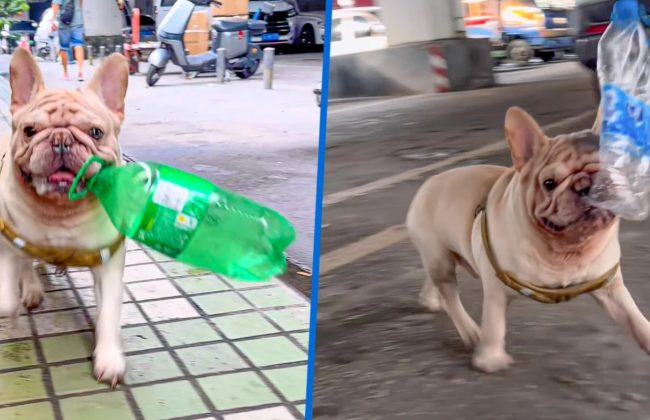 У Китаї французький бульдог став зіркою соцмереж, заробляючи на збиранні пластикових пляшок