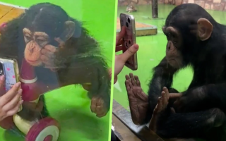 В Китае зоопарк попросил посетителей не показывать шимпанзе видео на телефоне — это портит ему зрение
