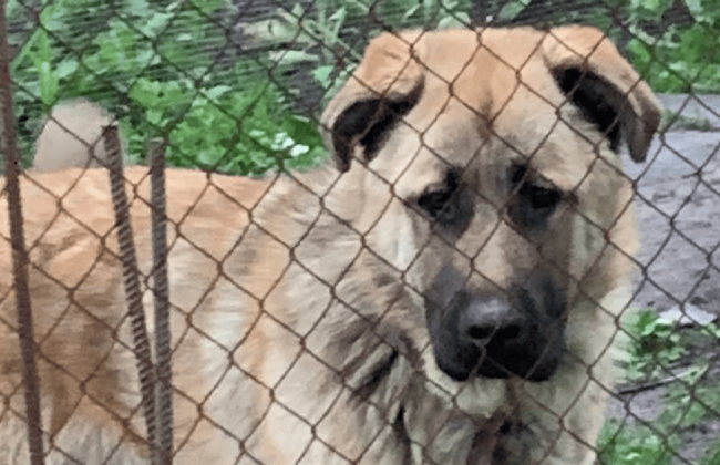 В Киевской области стреляли в собаку из пневматического оружия — полиция взялась за дело