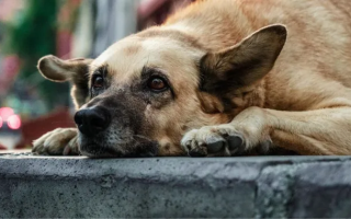 В Одессе застрелили собаку на «Трассе Здоровья» — полиция взялась за дело