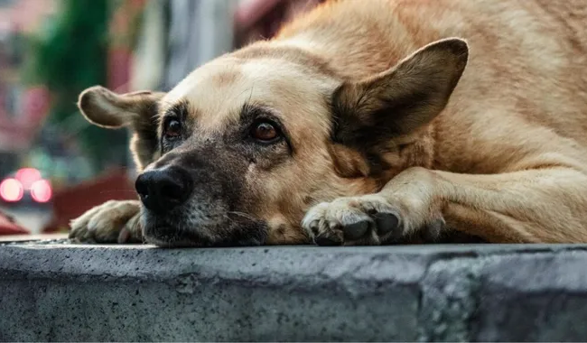 В Одессе застрелили собаку на «Трассе Здоровья» — полиция взялась за дело