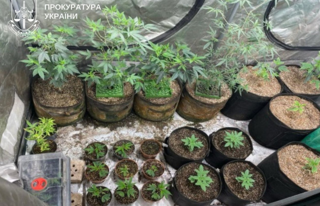 В Киеве «накрыли» нарколабораторию по производству печенья с каннабисом