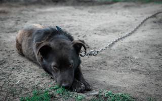 В Польше приняли закон, запрещающий держать собак на привязи