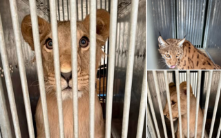 Из Киева за границу вывезли спасенных львов и рысь: животные получат новую жизнь в Европе