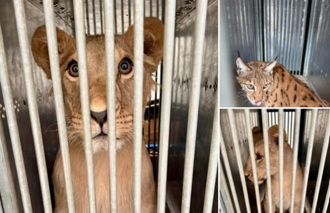 Из Киева за границу вывезли спасенных львов и рысь: животные получат новую жизнь в Европе