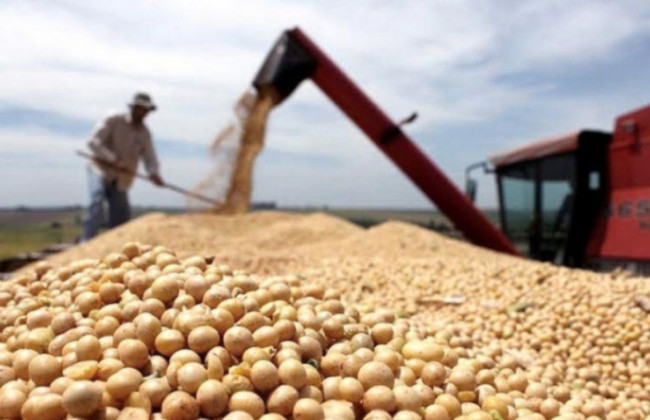 Кабмин утвердил механизм, который позволит экспортировать сою и рапс без уплаты вывозной пошлины