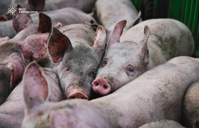 Росіяни вбили 13 тисяч свиней, атакувавши сільгосппідприємство на Харківщині, — ДСНС