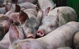 Россияне убили 13 тысяч свиней, атаковав сельхозпредприятие в Харьковской области, — ГСЧС