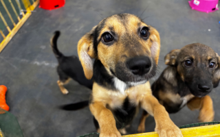 В Киеве стартовали Дни адопции животных: сотни кошек и собак ищут новый дом