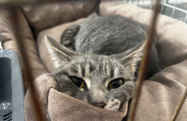 В Киеве во время Дней адопции новые дома нашли 84 животных