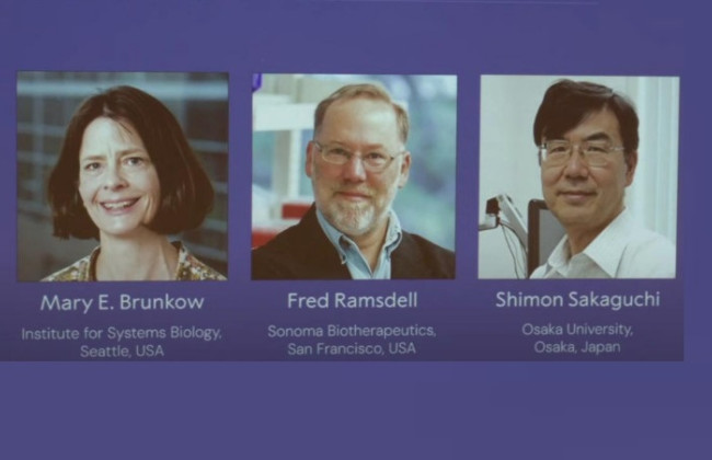 Нобелевскую премию-2025 по медицине и физиологии получили Мэри Брунков, Фред Рамсделл и Симоон Сакакучи