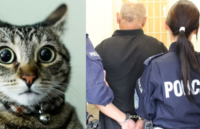 В Польше мужчина, пытаясь избежать задержания, избил полицейских кошкой