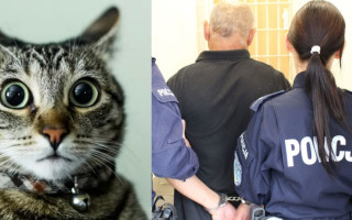 В Польше мужчина, пытаясь избежать задержания, избил полицейских кошкой